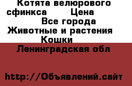 Котята велюрового сфинкса. .. › Цена ­ 15 000 - Все города Животные и растения » Кошки   . Ленинградская обл.